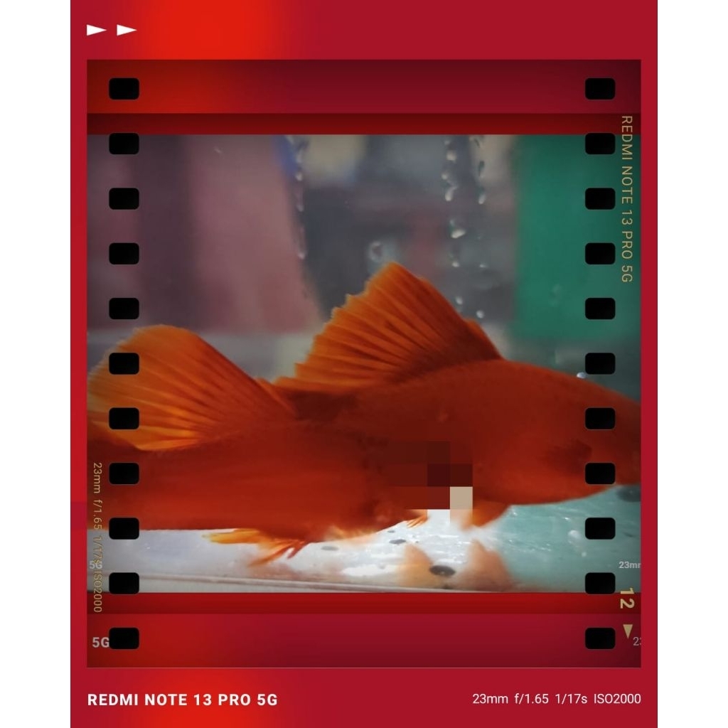 hiasan akuarium platy blood red fireker