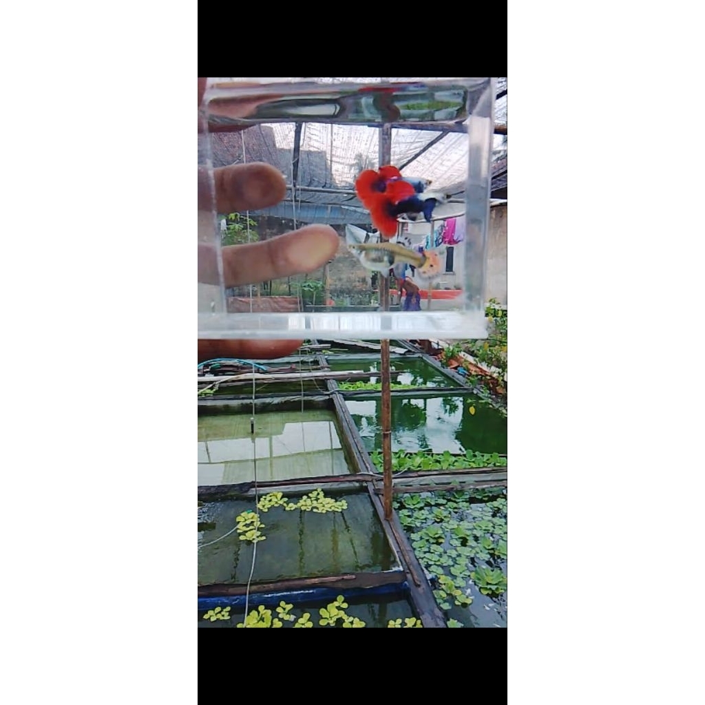 hiasan aquarium guppy prtde size induk paket 4 pasang,jantan 4 betina 4