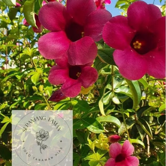 Tanaman Hias Bunga Alamanda Merah / Tanaman Hias Alamanda Bunga Merah