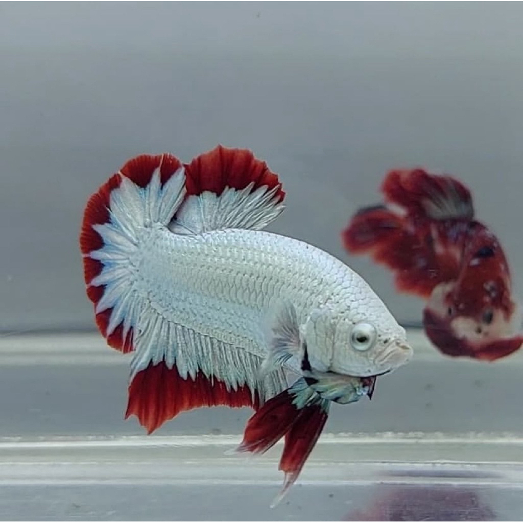 cupang red dragon snow paling berkualitas, jantan galak warna bagus, istimewa