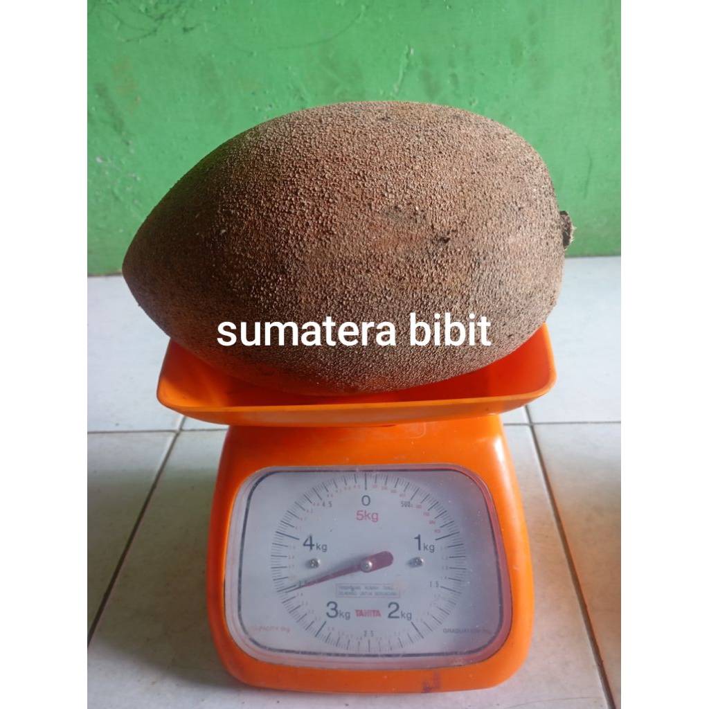jual buah mamey sapote/sawo mexico/sawo raksasa
