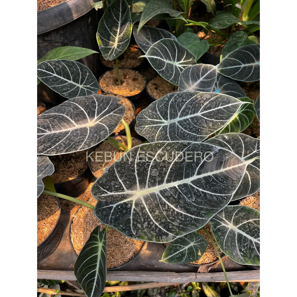 Alocasia - Tanaman Hias Alocasia Black Velvet - Alocasia Koleksi