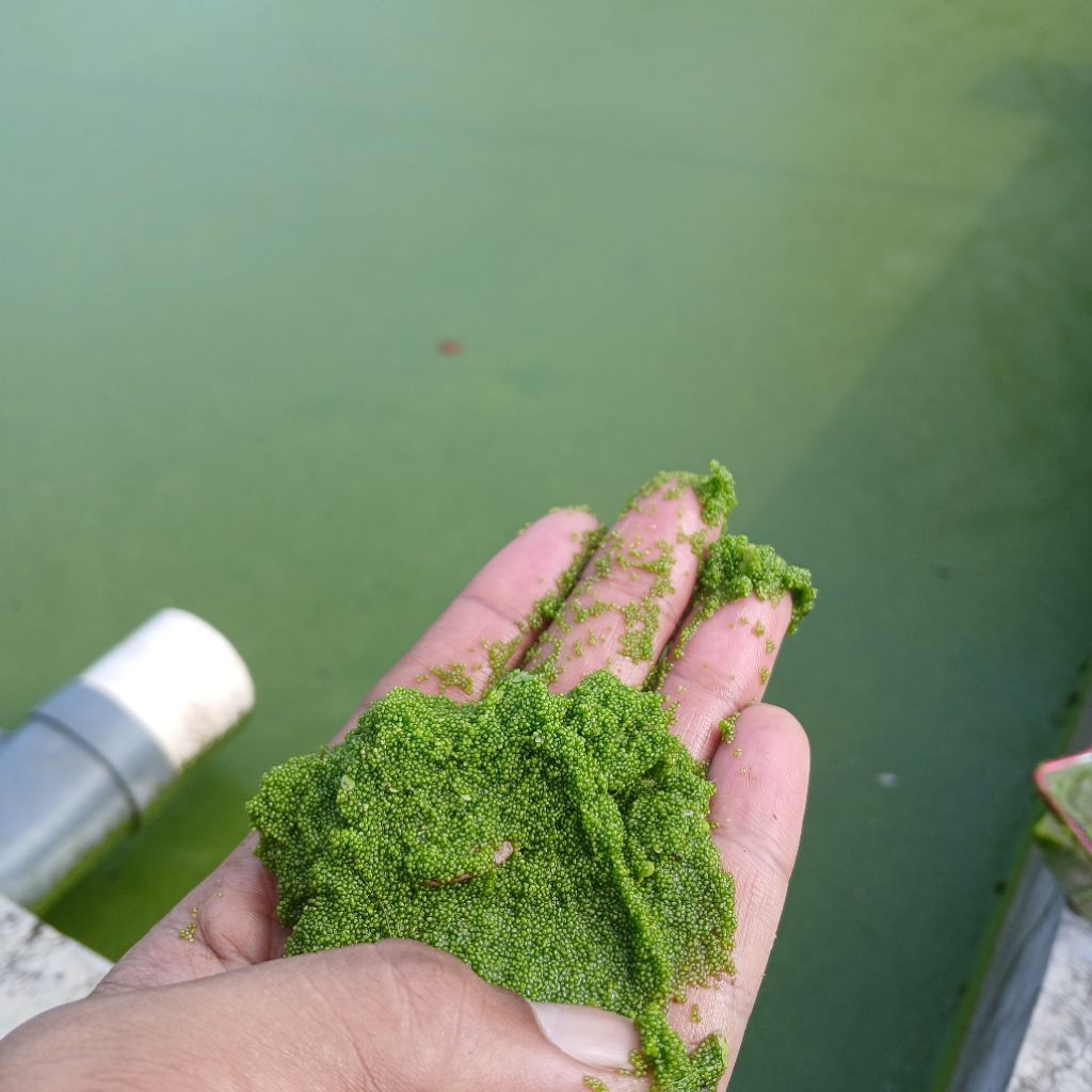 bibit wolfia pakan ikan dan ternak kemasan 1kg