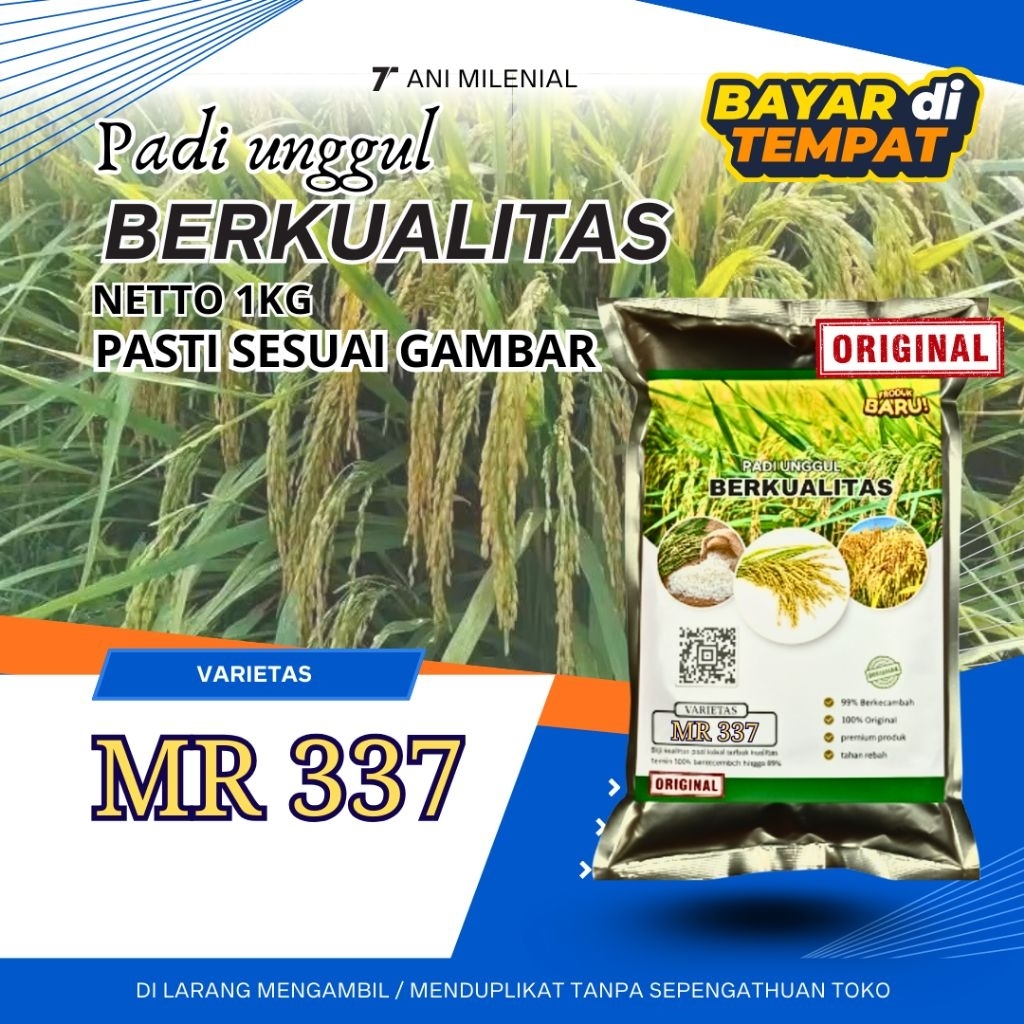 Benih padi mr 337 original Benih padi berkaulaitas