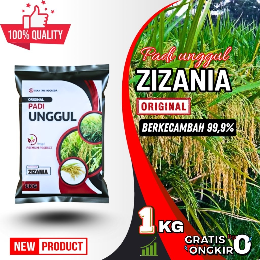Benih bibit | benih padi unggul zizania aceh original kemasan 1-5kg