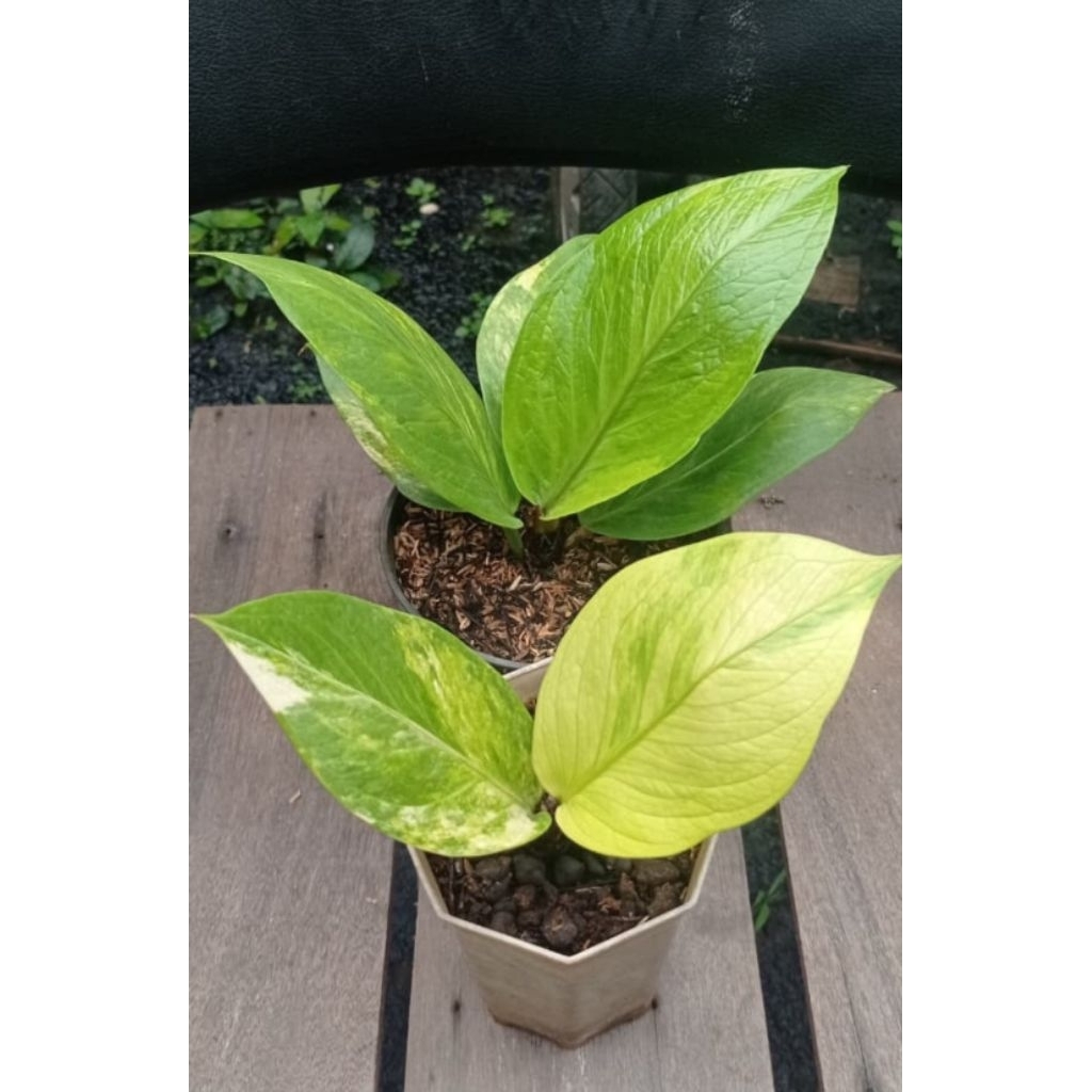 anthurium cobra catalog varigata original