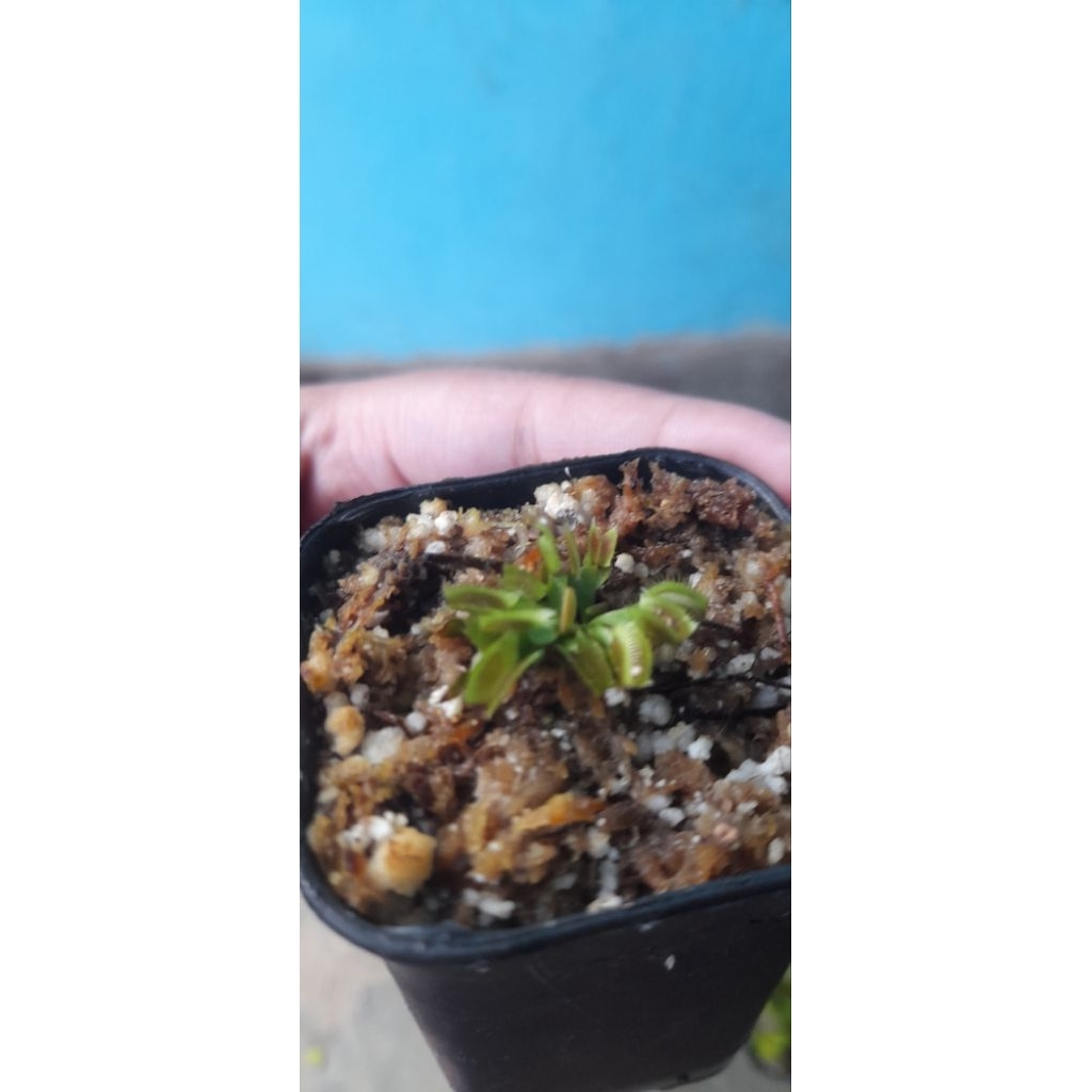 venus flytrap ftxr