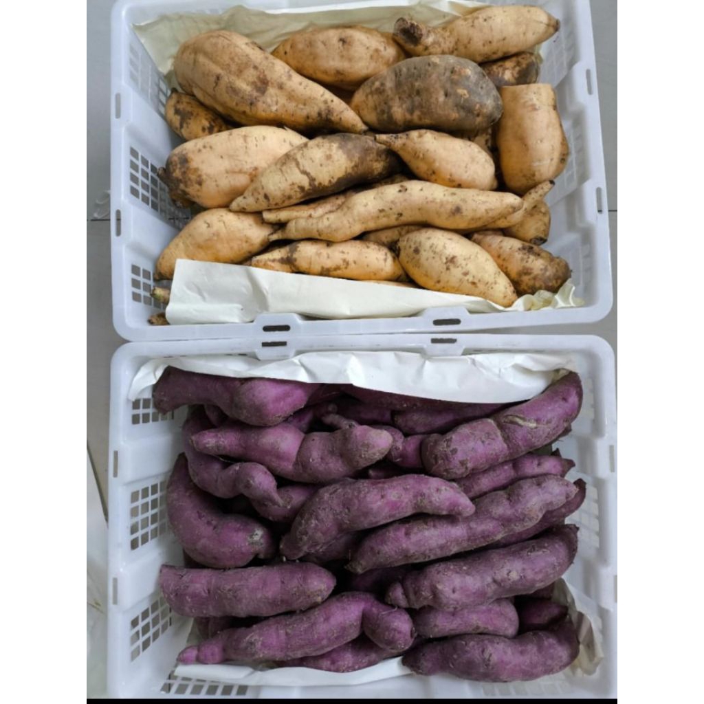 ubi oren ubi orens ubi oranye ubi ungu khusus semarang