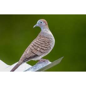 BURUNG PERKUTUT | PERKUTUT BANGKOK | BURUNG ANGGUNGANG SUDAH BUNYI