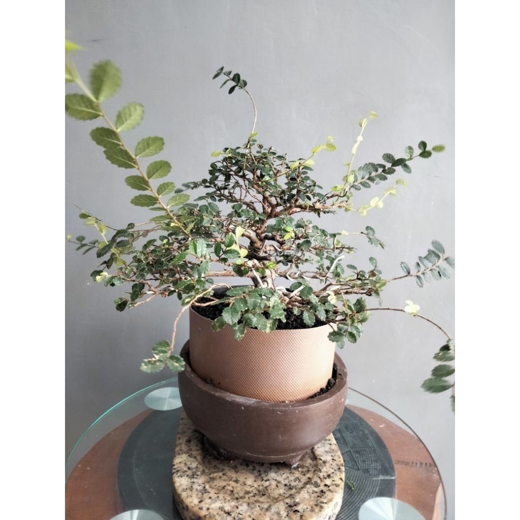 BONSAI ULMUS SUPER MIKRO VARIGATA