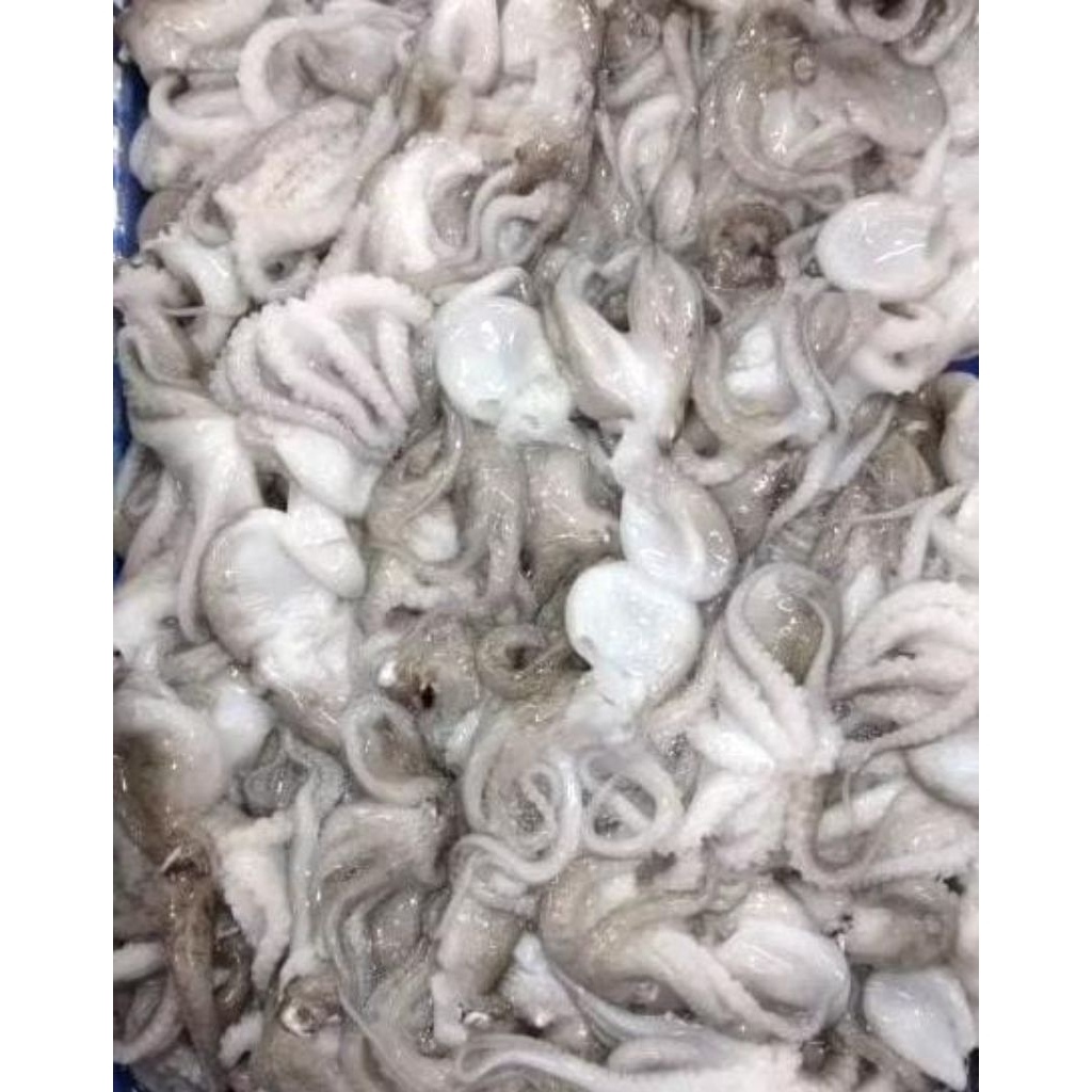 Baby Gurita Kecil Octopus Beku Seafood Segar