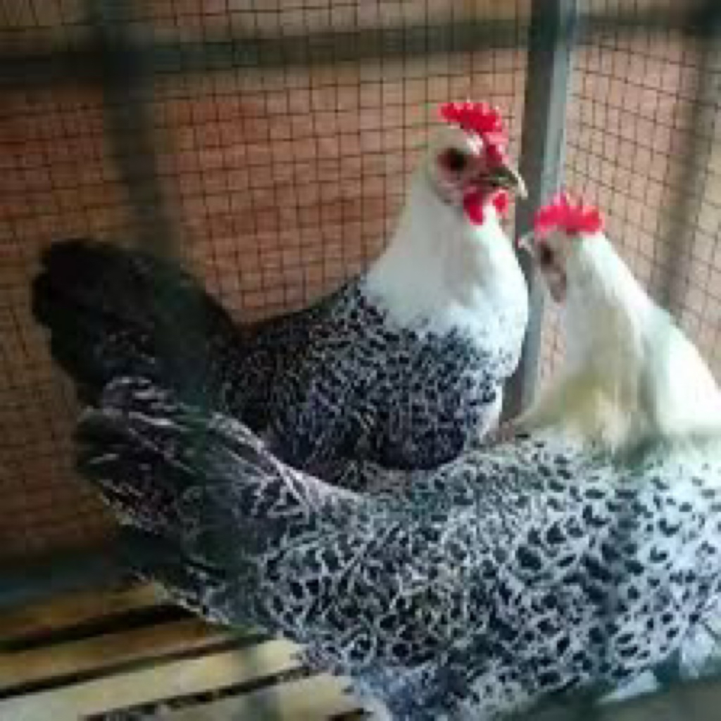 TELUR FERTIL AYAM ARAB TRIAS UNTUK DITETASKAN