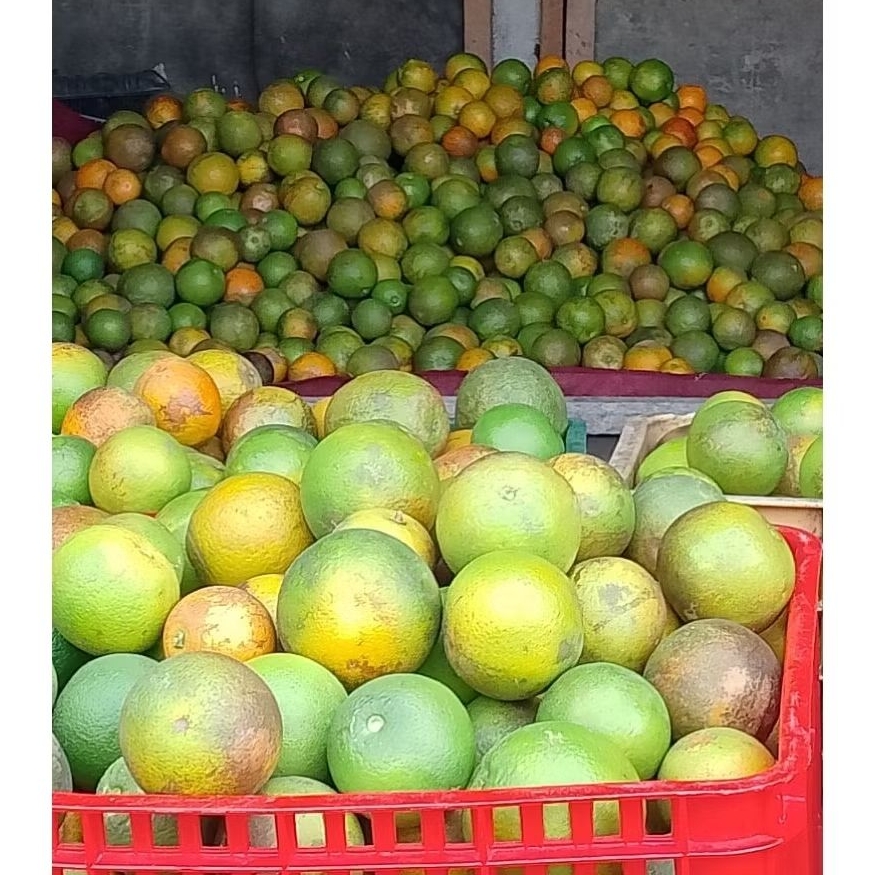 jeruk baby java 1 kg / jeruk batu / jeruk malang