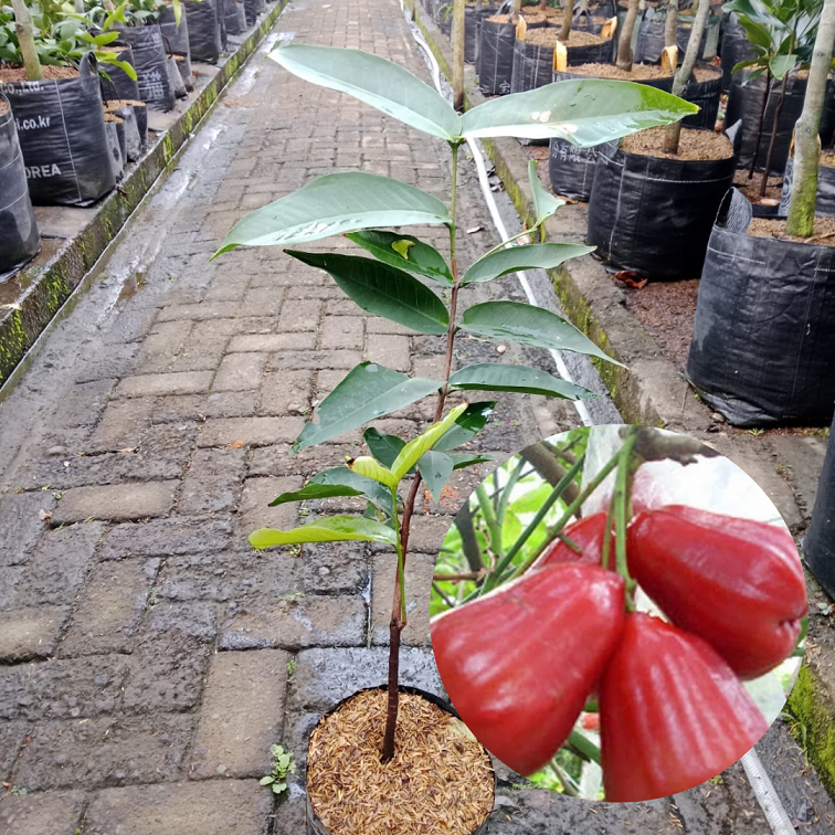 Bibit Buah Tanaman Jambu Air Citra| Buah Jambu Air