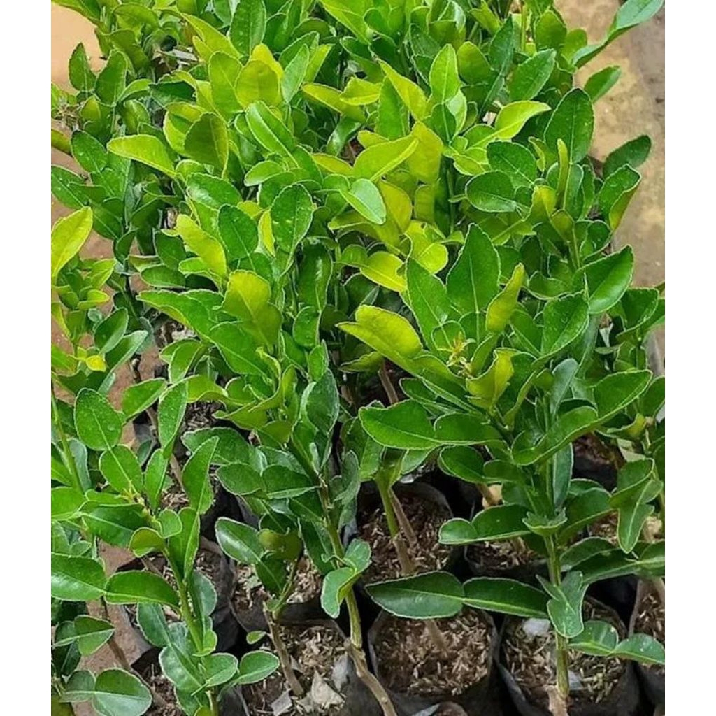 Bibit jeruk nipis purut