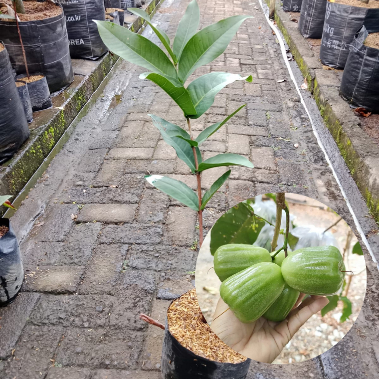 Bibit Buah Jambu Air Kiojok| Jambu Air| Bibit Buah