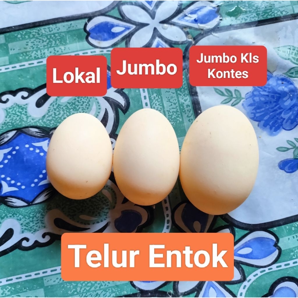 Telur Entok Jumbo Original Kelas Kontes Fertil | Untuk di tetaskan