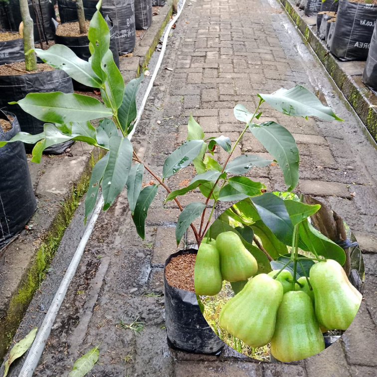 Bibit Buah Jambu Air Madu Deli| Jambu Air| Bibit Buah