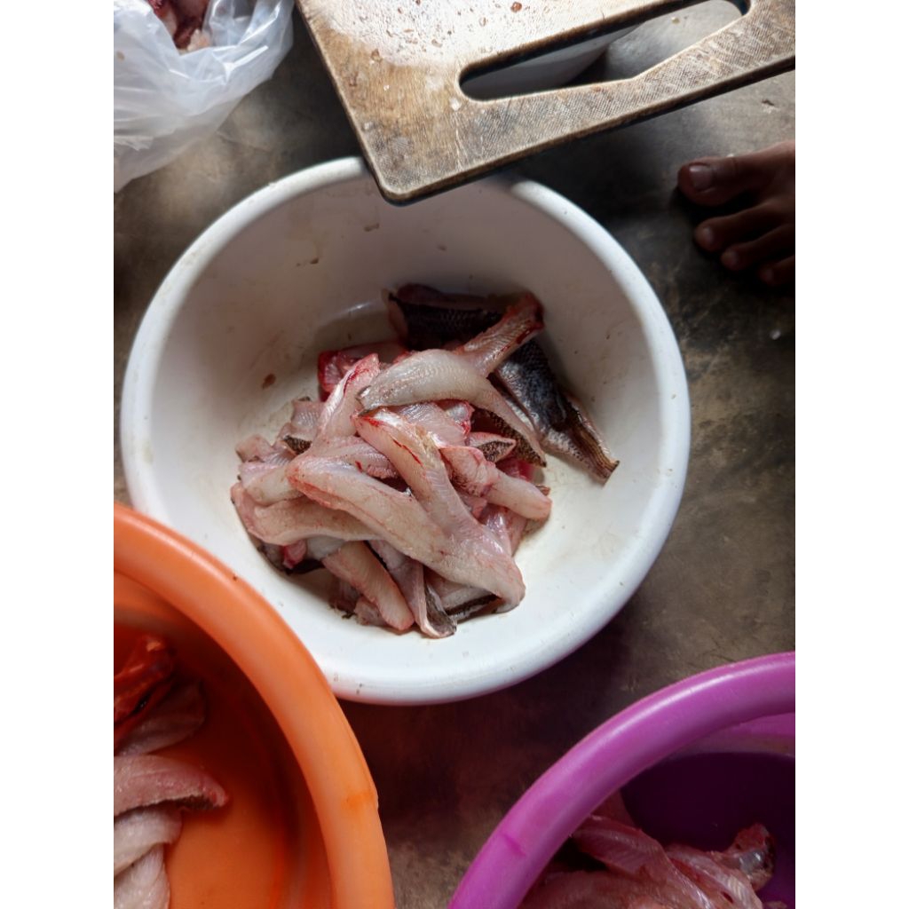 fillet daging ikan gabus+stereform
