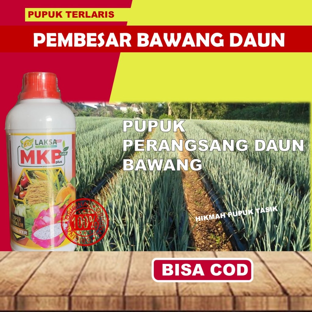 MKP Laksa Pupuk Cair Daun Bawang, Memacu Pertumbuhan Daun Bunga Akar Lebih Sehat & Panen Banyak