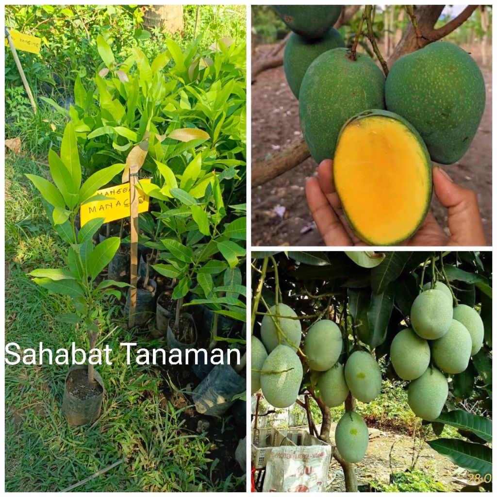 Bibit Mangga Madu Manalagi Okulasi Genjah Manis
