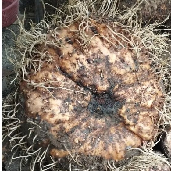 Umbi porang fresh 1kg