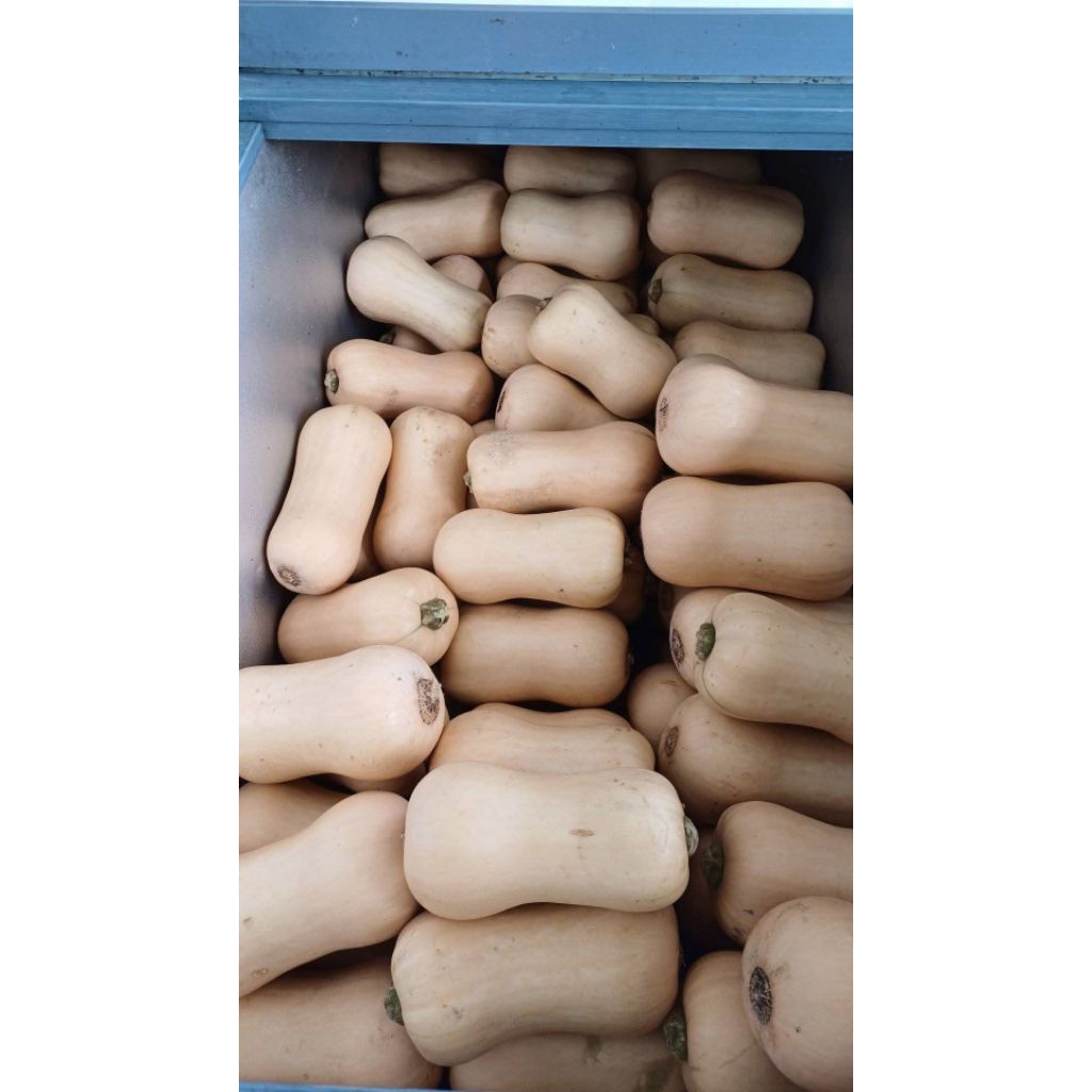 1kg Butternut Jacquelin (Labu Madu)