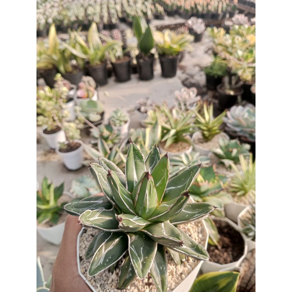 Agave victoriae reginae