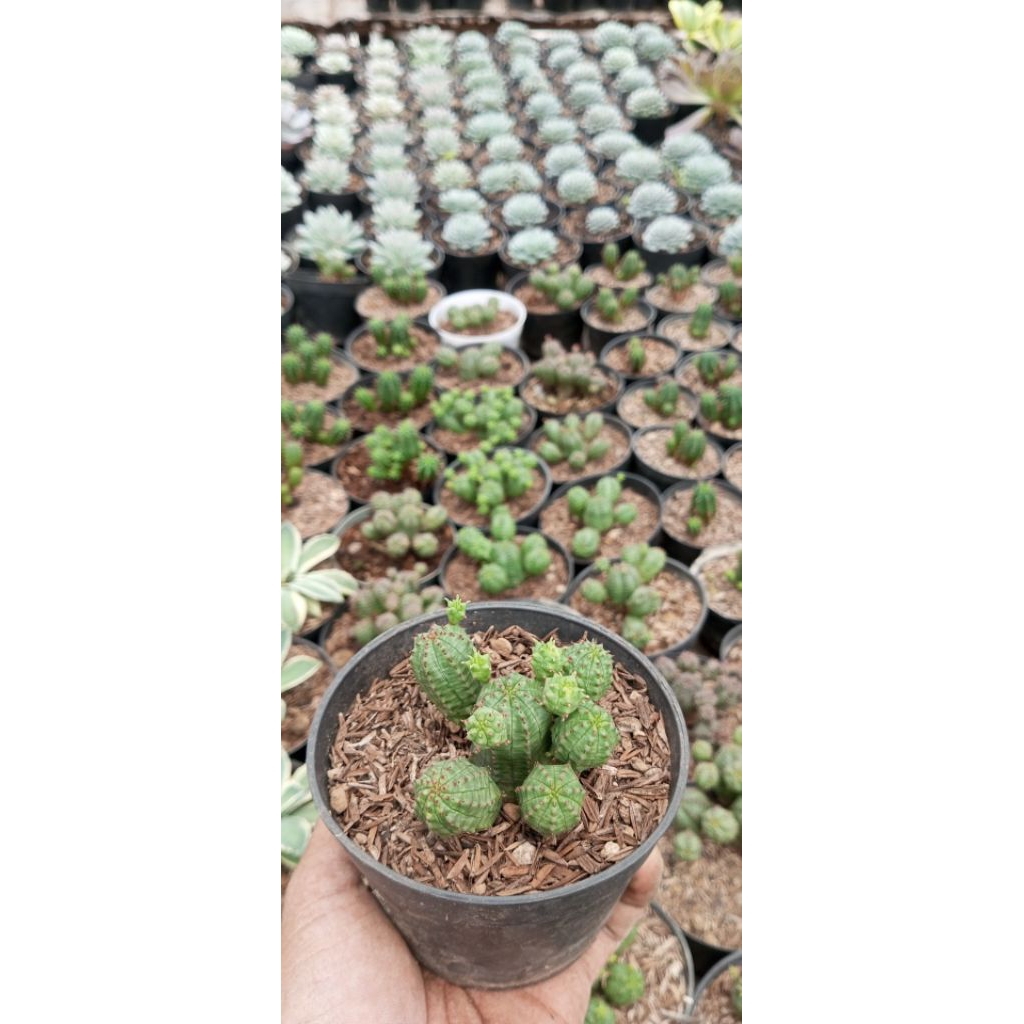 Euphorbia globosa Upin ipin