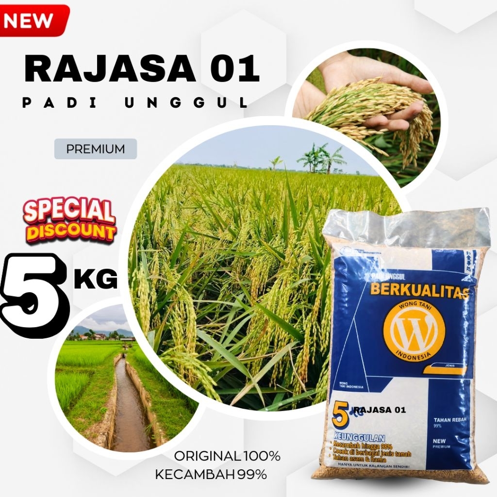 PADI GALUR UNGGUL RAJASA 01 ORIGINAL