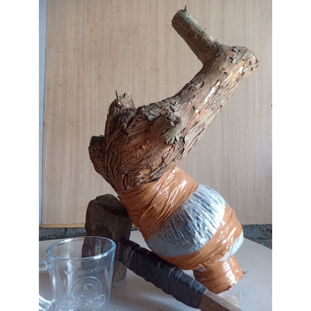 BAHAN BONSAI SISIR KALIAGE CANGKOKAN 02