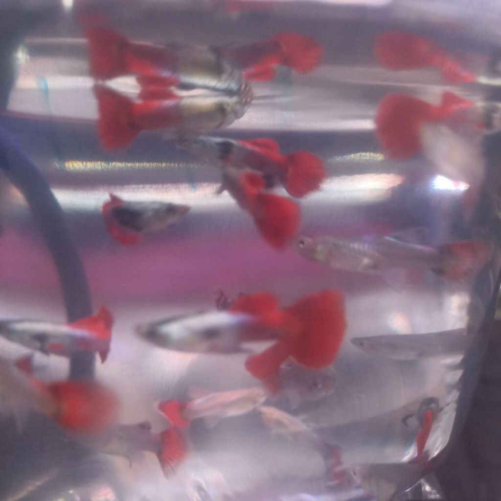 GUPPY PRTDE 10 PASANG ( 20 EKOR ) JANTAN BETINA