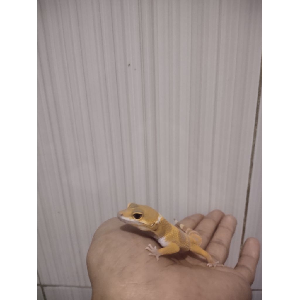 Mainan Gecko Sunglow