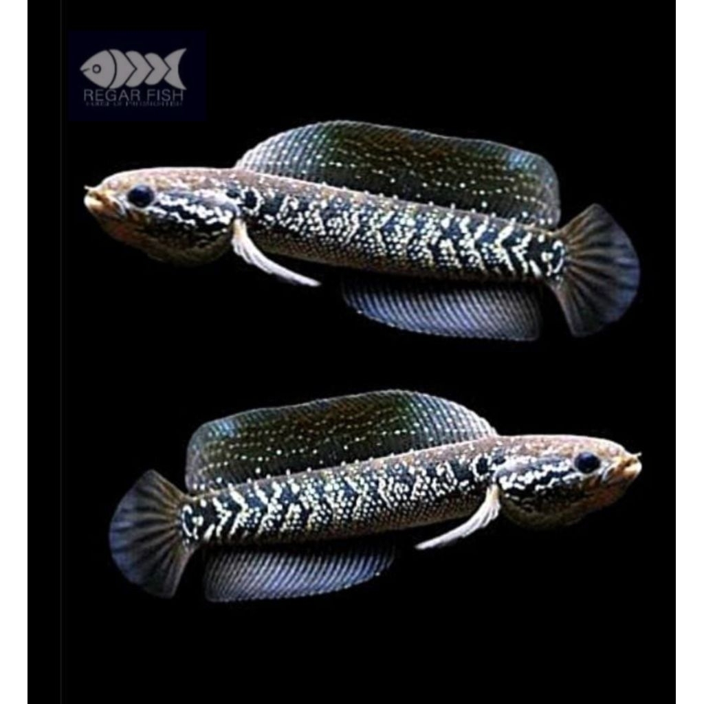 ( Tica ) Asiatica White Spot / Full White Spot 8-10 Cm