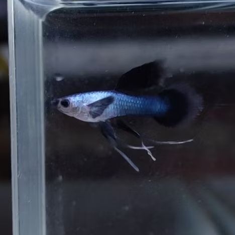 hiasan aquarium/aquascape guppy mini panda ribon satu pasang sehat