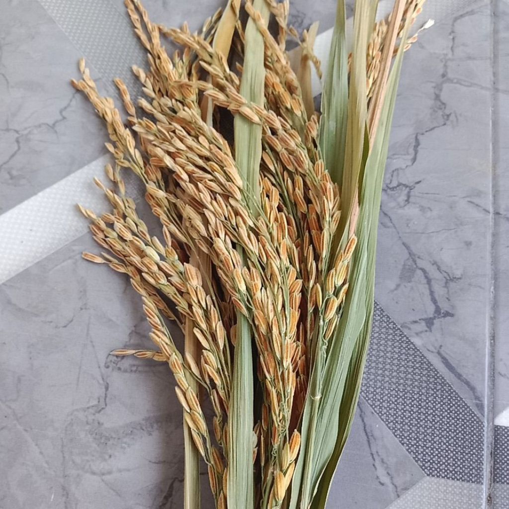 Padi Ketan Putih Bertangkai isi 35 tangkai