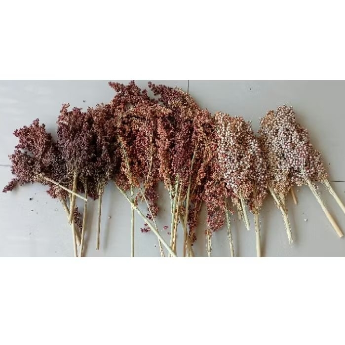 1kg sorgum putih, hitam dan merah