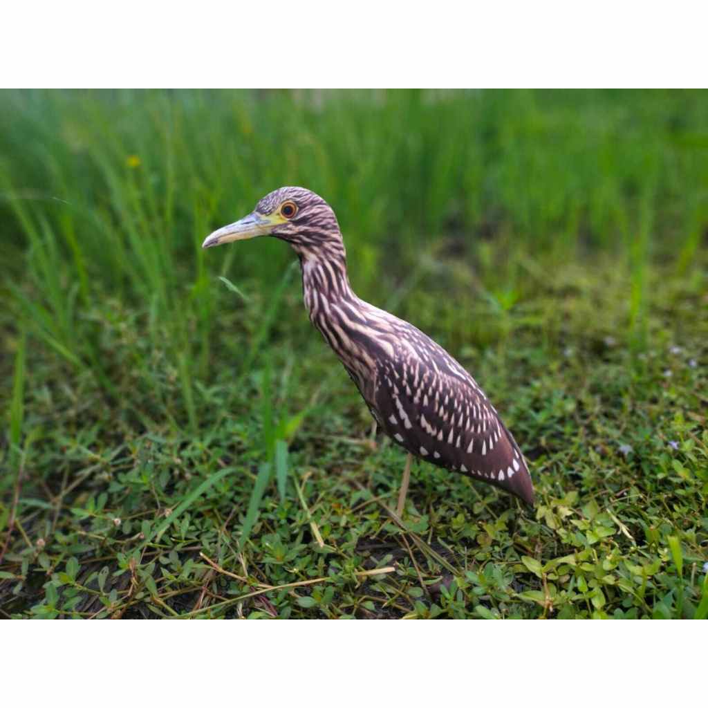 PATUNG JONTROT BURUNG KOAK MALAM COKLAT MIRIP ASLI - BAHAN SPONS TEBAL - AMPUH UNTUK MEMIKAT