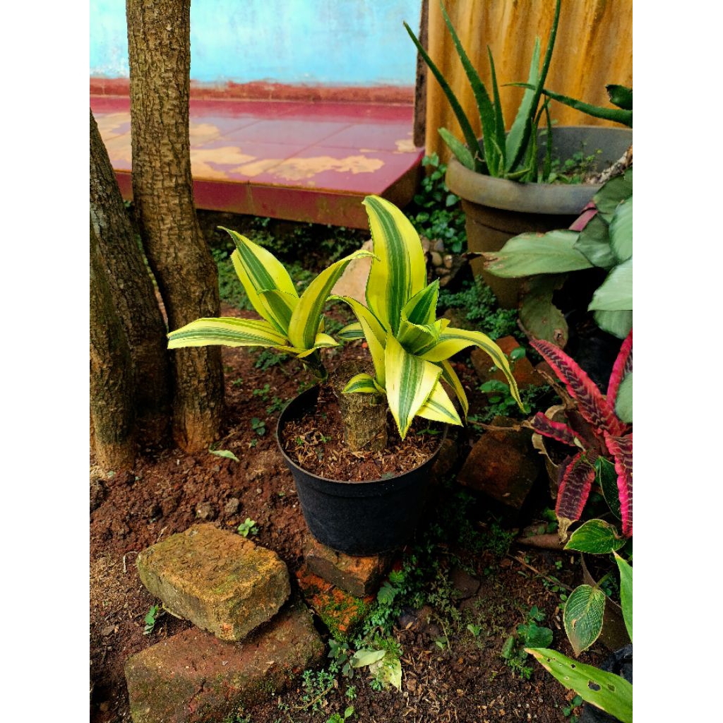 Stek Bonsai Hanjuang Brazilian Wood Golden Varigata - Hanjuang Brazilian Golden Kuning