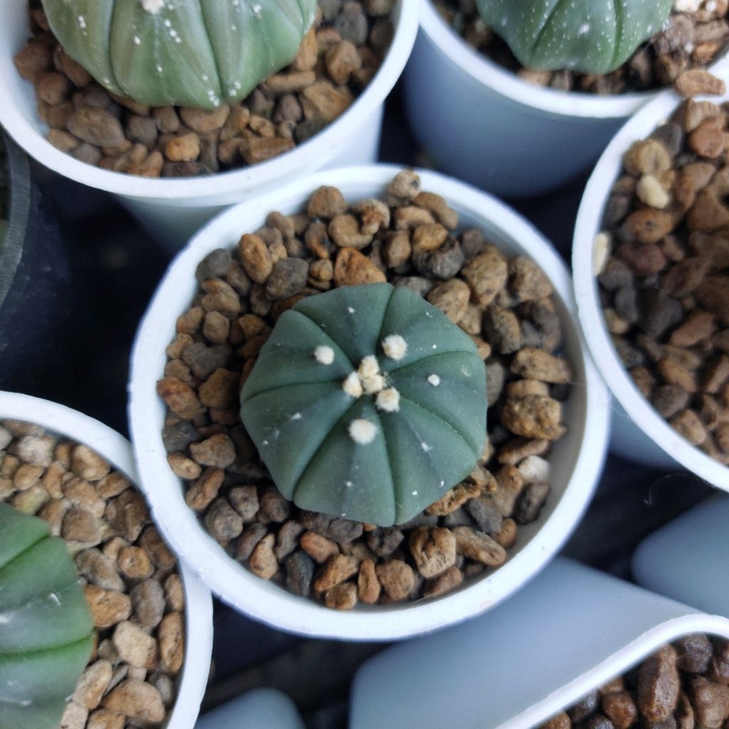 Kaktus Palembang Sukulen mini Astro Astrophytum Pot 5cm Gen Oibo
