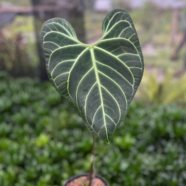 anthurium REGALE ECUADOR original besar