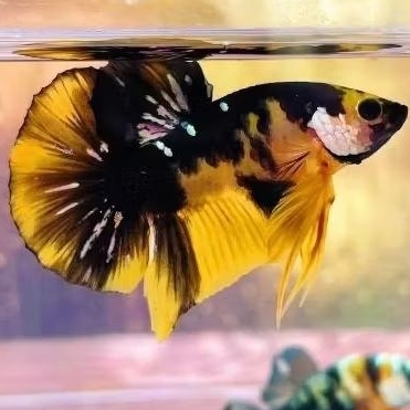ikan cupang plakat yellow koi cooper