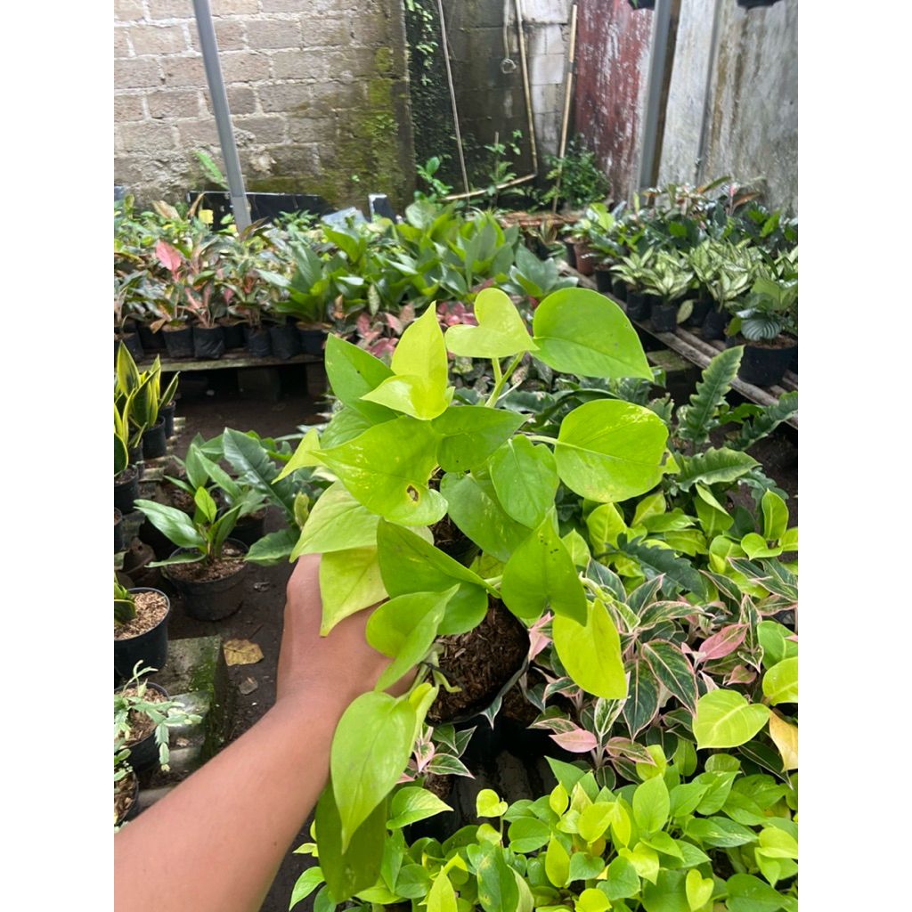 Tanaman Hias Srigading kuning - Tanaman Srigading Kuning - Tanaman Gantung Srigading Kuning - Srigad