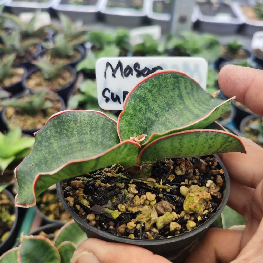 Lidah mertua mason bowl / tanaman sansevieria / tanaman gurun / sekulen /kaktus