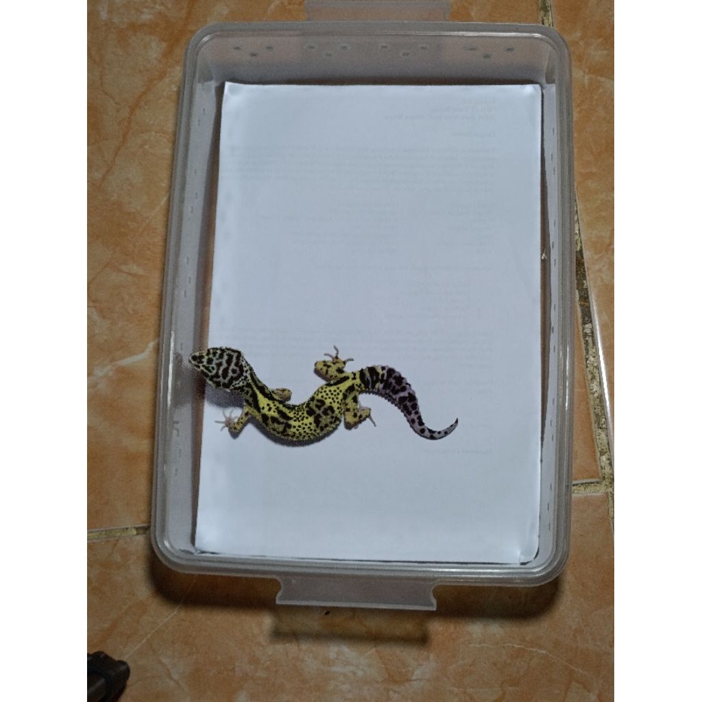 Mainan Boneka Leopard Gecko Macksnow