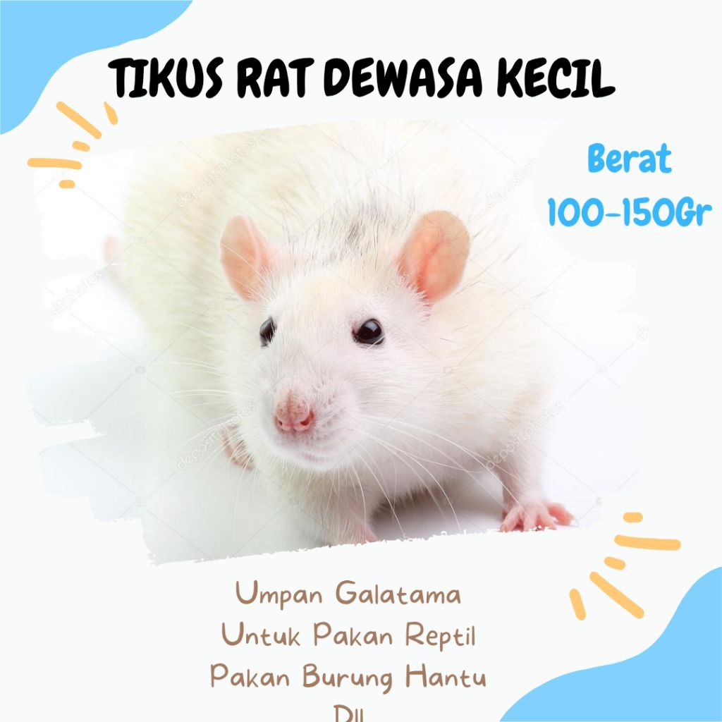 RAT Dewasa Kecil / Tikus Putih Rat – Pakan Ular, Reptil & Kebutuhan Laboratorium