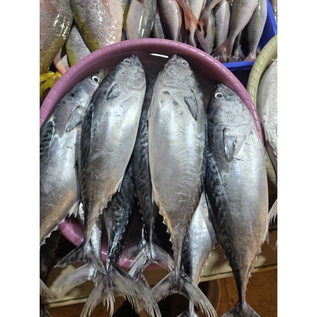 Ikan Tongkol Batik 1kg