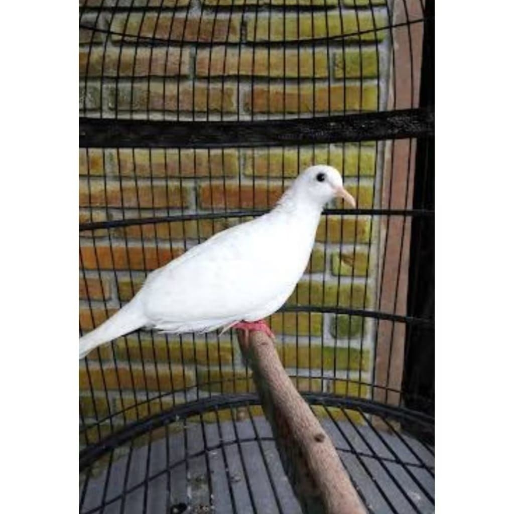 Tekukur Warna Putih Bersih Mata Hitam/Clear Pead Mata Hitam