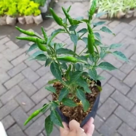 pohon cabe rawit hijau,tanaman cabe rawit hijau