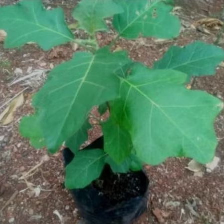 pohon tekokak pohon rimbang,bibit tanaman tekokak pohon rimbang